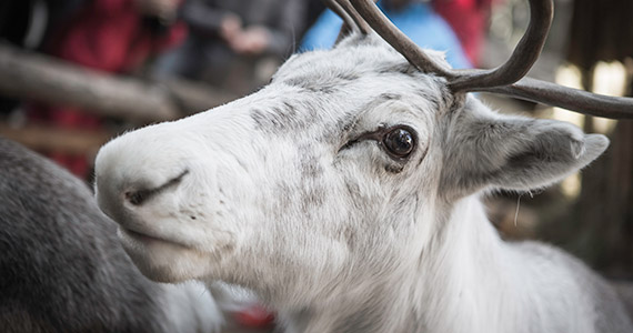 
Reindeers at the Croda Rossa mountain
